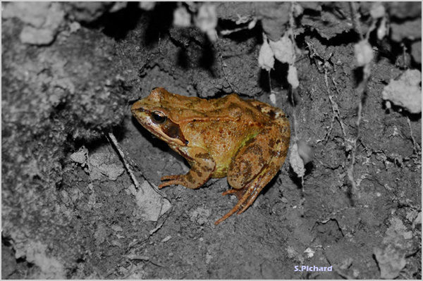 grenouille