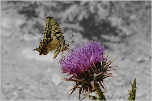 Papillon
